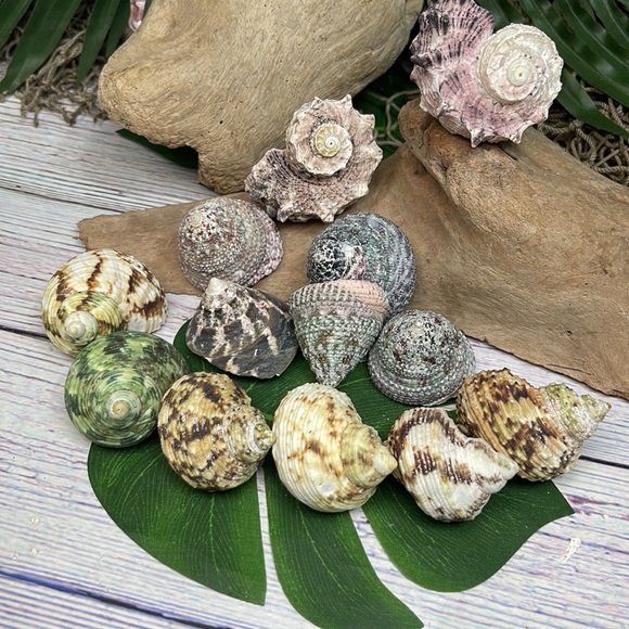 13 Assorted Turbo / Top / Delphinium Seashells Hermit Crabs Changing Nautical - Picture 11 of 12